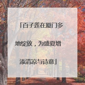 百子莲在厦门多地绽放，为盛夏增添清凉与诗意