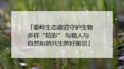 秦岭生态廊道守护生物多样“精彩” 勾勒人与自然和谐共生美好图景