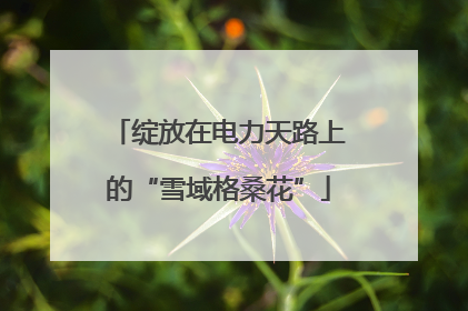绽放在电力天路上的“雪域格桑花”