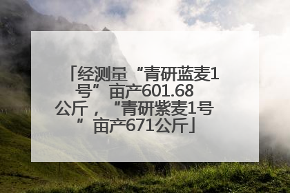 经测量“青研蓝麦1号”亩产601.68公斤，“青研紫麦1号”亩产671公斤