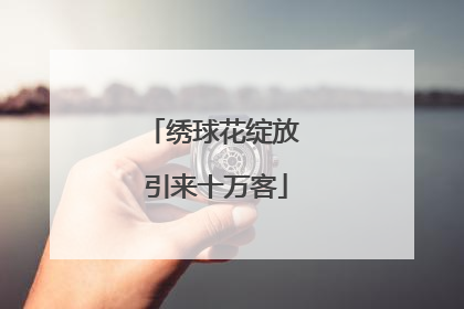 绣球花绽放 引来十万客