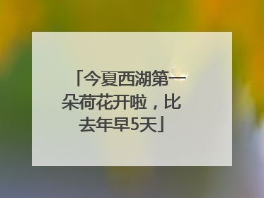 今夏西湖第一朵荷花开啦，比去年早5天
