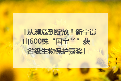 从濒危到绽放！新宁崀山600株“国宝兰”获省级生物保护嘉奖