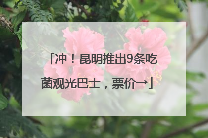 冲！昆明推出9条吃菌观光巴士，票价→