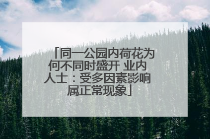 同一公园内荷花为何不同时盛开 业内人士：受多因素影响 属正常现象