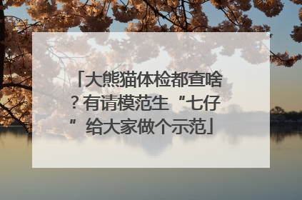 大熊猫体检都查啥？有请模范生“七仔”给大家做个示范