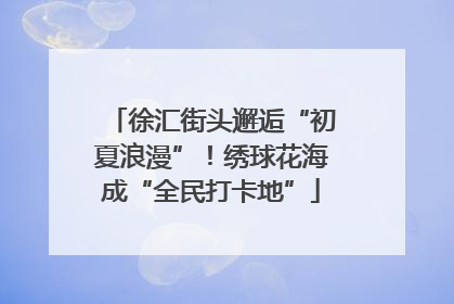 徐汇街头邂逅“初夏浪漫”！绣球花海成“全民打卡地”