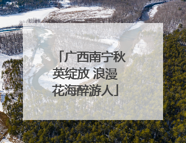 广西南宁秋英绽放 浪漫花海醉游人