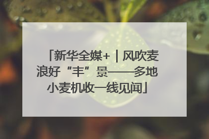 新华全媒+｜风吹麦浪好“丰”景——多地小麦机收一线见闻