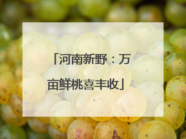 河南新野：万亩鲜桃喜丰收