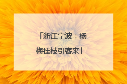 浙江宁波：杨梅挂枝引客来