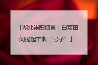 湖北崇阳烟草：白芨田间扬起丰收“号子”
