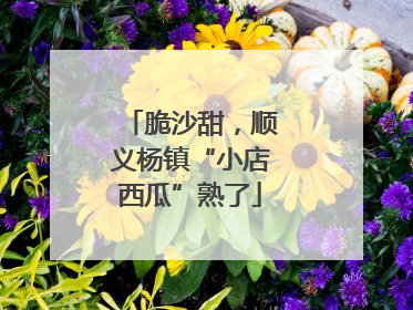 脆沙甜，顺义杨镇“小店西瓜”熟了