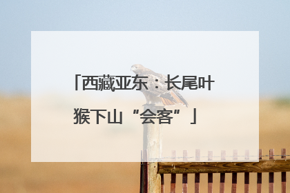 西藏亚东：长尾叶猴下山“会客”