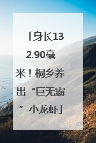 身长132.90毫米！桐乡养出“巨无霸”小龙虾