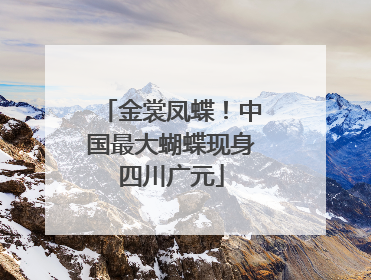 金裳凤蝶！中国最大蝴蝶现身四川广元
