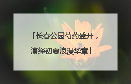 长春公园芍药盛开，演绎初夏浪漫华章
